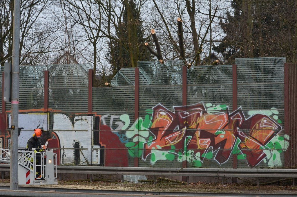 Einsatz BF Baum Koeln Vingst Vingster Ring P51.JPG - Miklos Laubert